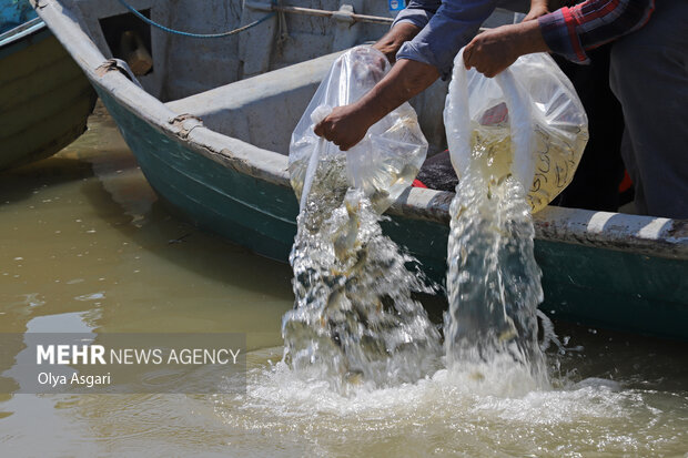 هفت میلیون قطعه بچه ماهی در رودخانه‌های مازندران رهاسازی شد!