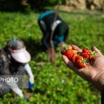 کردستان؛ قطب تولید توت‌فرنگی و انگور ایران