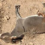 واکنش اداره کل حفاظت از محیط‌زیست هرمزگان به کشتار الاغ‌ها در میناب