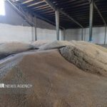 آغاز خرید تضمینی گندم در شهرستان شهرکرد